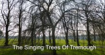 Confluence Tremough trees