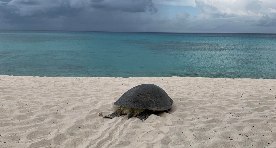 Cayman Islands Turtle Research 930x500px