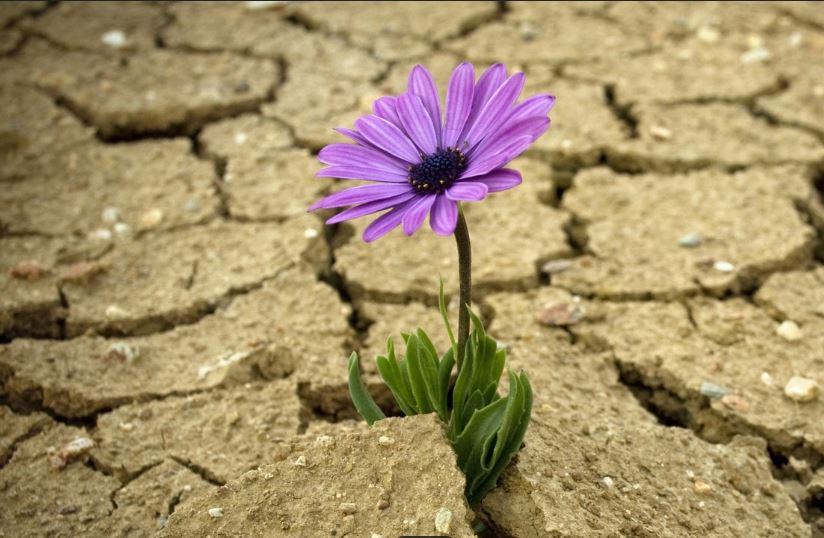 a flower growing through the broken ground