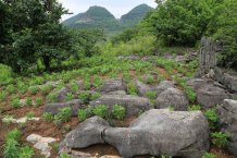 Rocky desertification exposing bedrock in the Chenqi catchment in the Karst Critical Zone Observatory Guizhou Province China