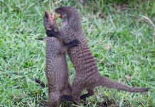Mongoose fight