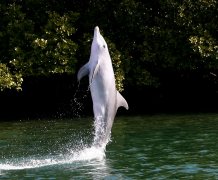 Dolphin tail walking