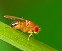 Drosophila fly shutterstock main