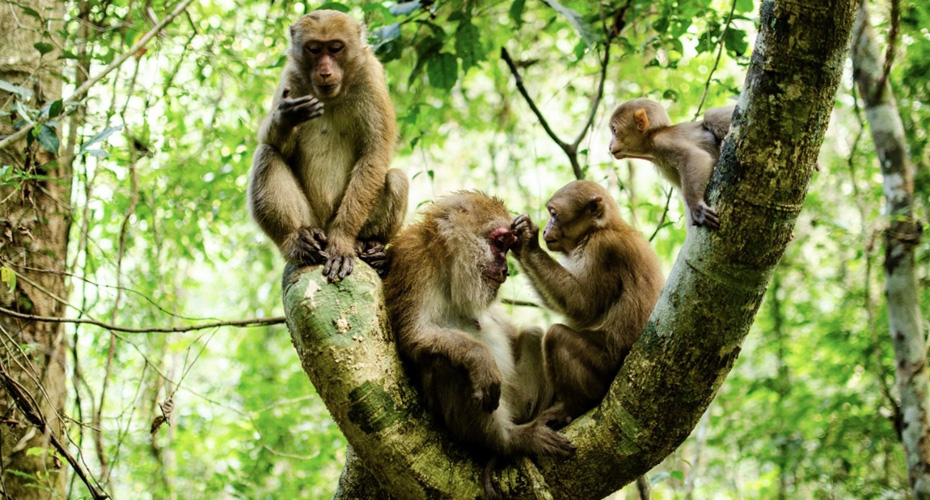 A family of four macaques sitting on a curved tree branch in the rainforest