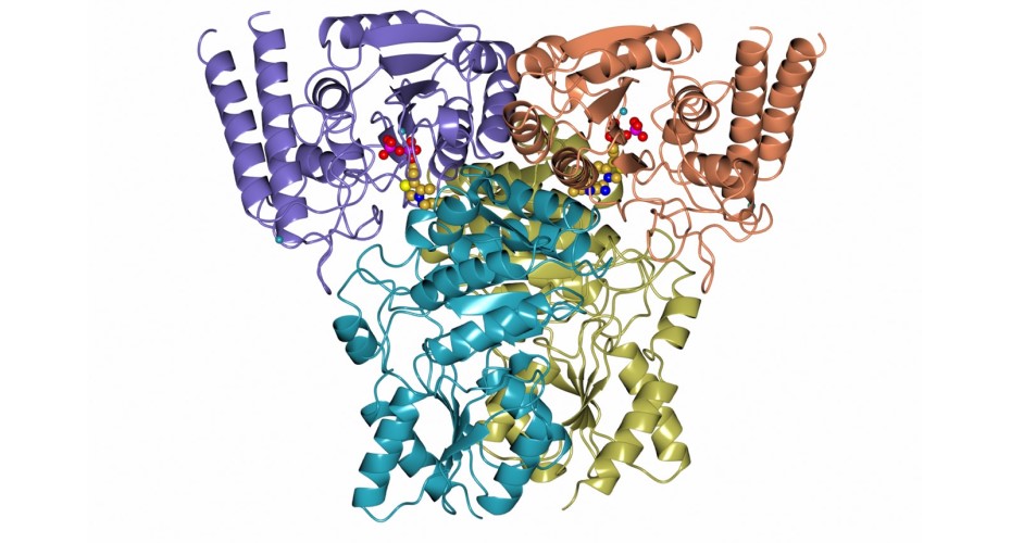 A ribbon diagram model of split chain transketolase heterotetramer from thermophilic bacteria Carboxydothermus hydrogenoformans 