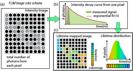 Fluorescence Lifetime Imaging - FLIM and subsidiary methods