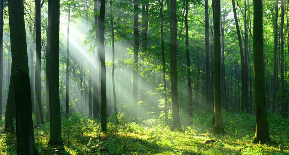 Sunbeams streaming through lush green trees in a serene forest, creating a mesmerising natural spectacle.