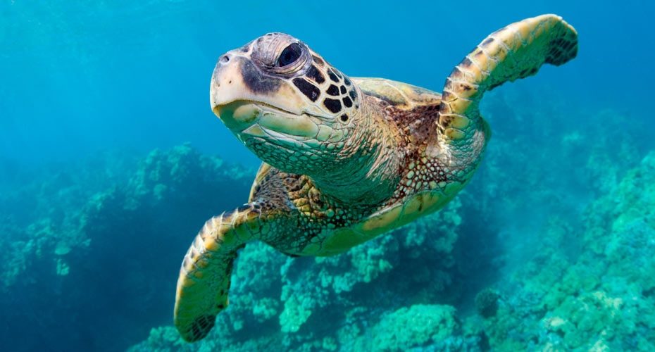 A turtle underwater