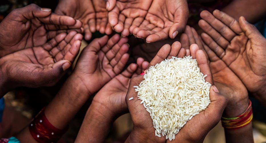 Hands holding grains of rice