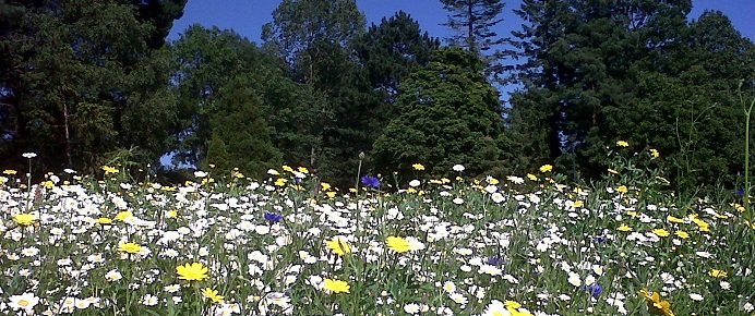 Wildflower meadow Laver
