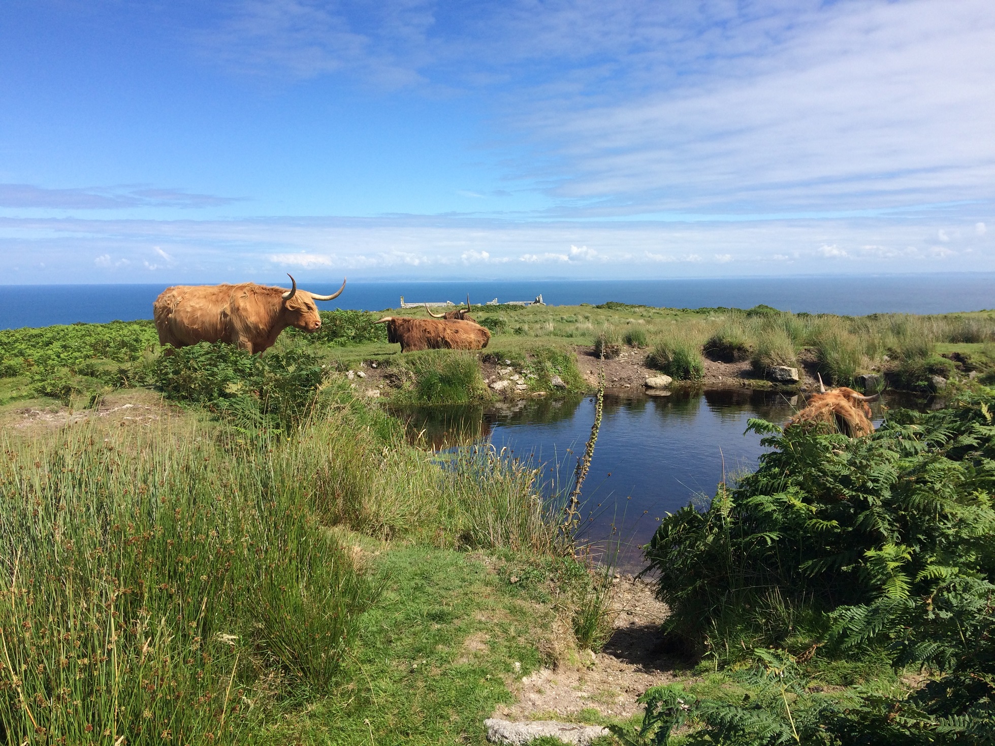 Lundy Cows Kate Hind
