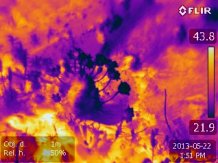 Thrift (Armeria maritime)