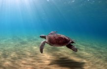 Egyptian lagoon vital to Cyprus turtles