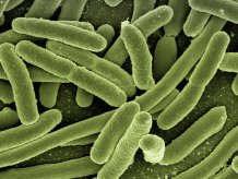Exeter awarded £14 million for antimicrobial resistance research to fight “next global pandemic”