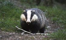 badger exeter reduces unvaccinated vaccination vaccinating