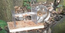 Squirrel task