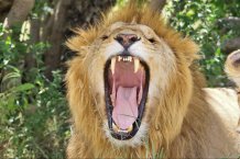 Newswise: Maasai farmers only kill lions when they attack livestock