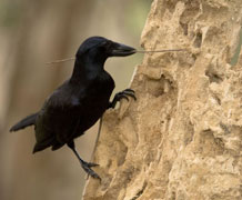 Caledonian crow main