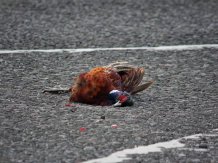 Dead pheasant