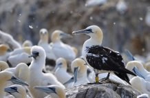 Northern gannets