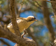 white-browed sparrow weaver bird Dominic Cram main
