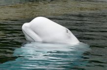 Beluga whale Pixabay