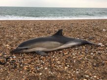 Newswise: Plastic in Britain's seals, dolphins and whales