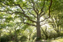 Ancient oaks at Crock Hill, Hampshire, cared for by the National Trust. Credit NT Images & John Miller