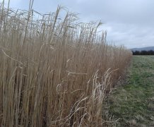 Biomass field
