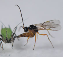 Wasp attacking aphid