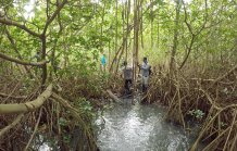 Mangroves with dense roots trap mud more effectively. Credit - Barend van Maanen