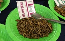 Tasty mealworms