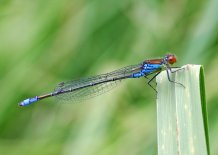Small red-eyed damselfly 
