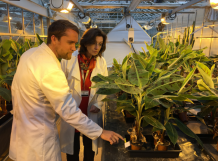 Dr Will Kay (co-author) with Prof Sarah Gurr, establishing banana plants for the group's work at Exeter on Panama disease