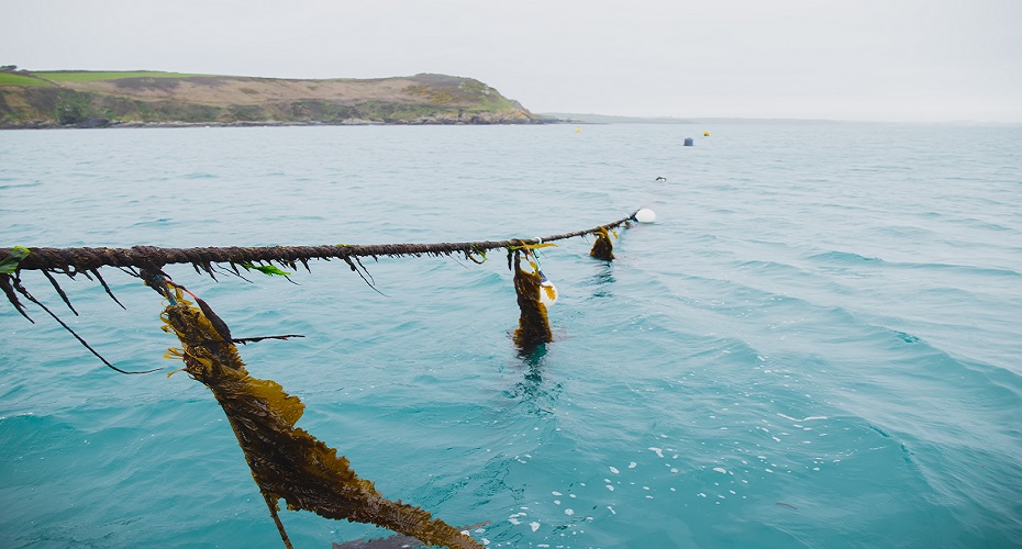 Mariculture seaweed farming. Photo by Caylon la Mantis.
