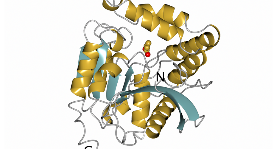 A ribbon model representation of monomeric carboxyl esterase mutant L37A from planctomyces Thermogutta terrifontis butyrate complex 