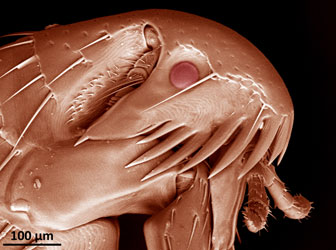 False-coloured low-vacuum SEM of cat flea (<em>Ctenocephalides felis</em>). Mag x220. Image by Dr Christian Hacker.