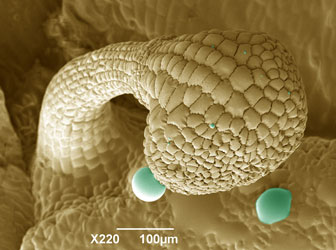False-coloured cryo-SEM of Alchemilla (Lady's mantle) anther. Mag X220. Image by Dr Christian Hacker.
