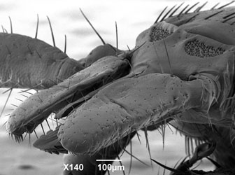 SEM of mouthparts of a hard tick (Family: <em>Ixodidae</em>). Mag x140. Image by Dr Christian Hacker.