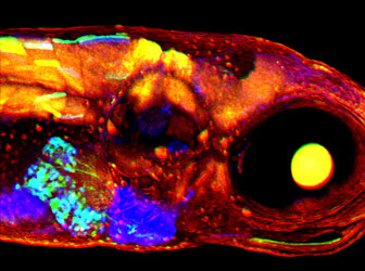 Multicolour labelling of estrogen responding cells in developing zebrafish embryo. Transgenic embyros were treated with estrogen and imaged at 96 hours post fertilisation. Merged image gives the estrogen responding cells a variety of hues. Scale bar 200 µm. Image taken by Dr Aya Takesono, courtesy of Dr Tetsu Kudoh.