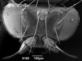 Cryo-SEM of <em>Drosophila melanogaster</em> head. Mag x160. Image by Peter Splatt.