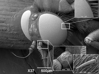 Cryo-SEM of fly's head. Higher magnifications of composite eye and thorn on antenna. Mag x37. Image by Dr Christian Hacker.