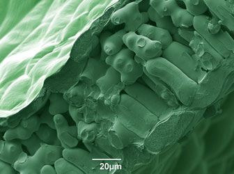 False-coloured freeze-fracture cryo-SEM of leaf of stinging nettle (<em>Urtica dioica</em>). Mag x800. Image by Dr Christian Hacker.