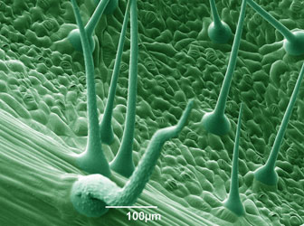 False-coloured cryo-SEM of leaf of stinging nettle (<em>Urtica dioica</em>). Mag x220. Image by Dr Christian Hacker.