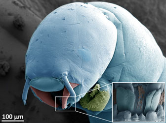 False-coloured cryo-SEM of fly larvae. Mag x170. Enlargement of mouthparts, anterior view. Mag x1600. Image by Dr Christian Hacker.