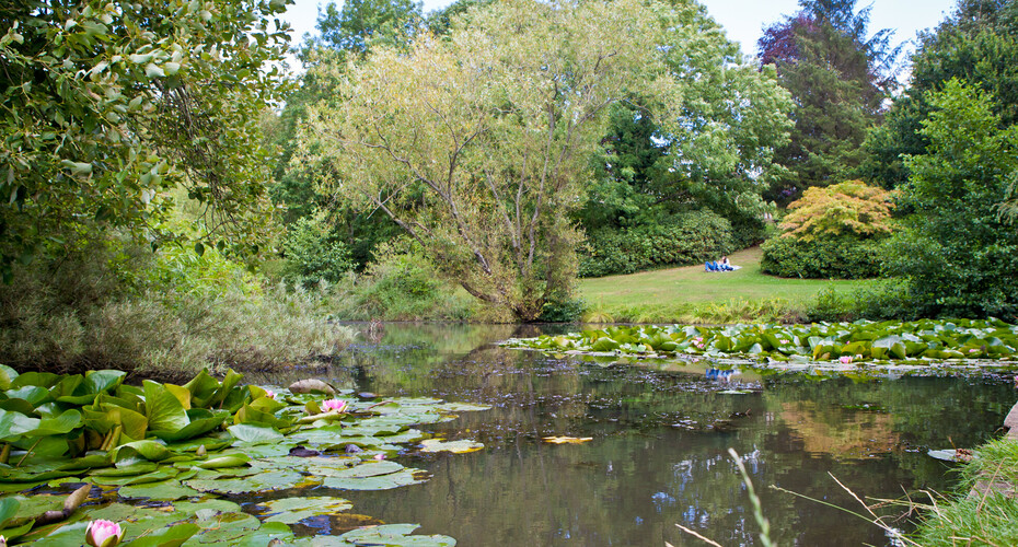Streatham Campus pond with lilys
