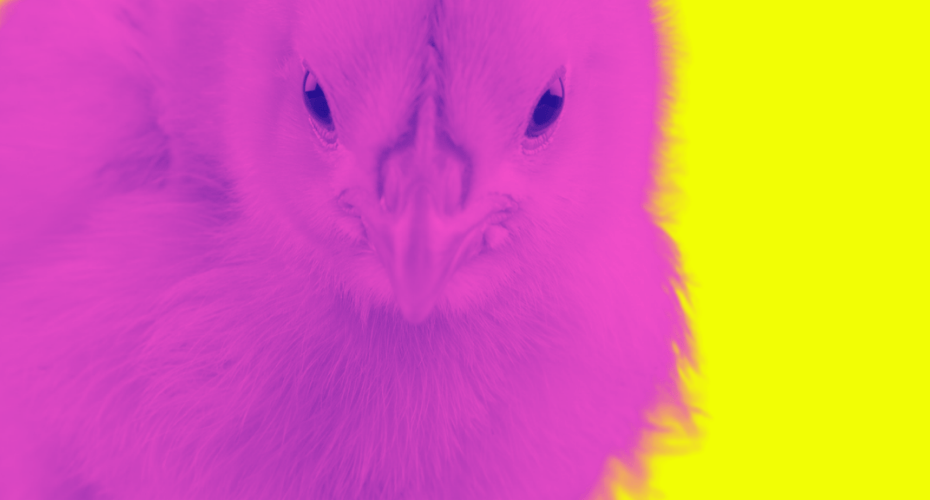 Big pink fluffy chick on a fluro yellow background