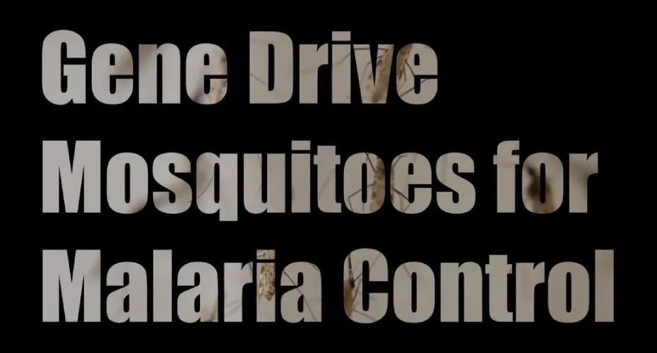 Gene drive mosquitoes designed to reduce malaria transmission in a laboratory setting.