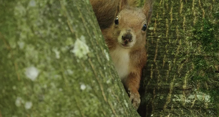 A curious squirrel peeks out from behind a tree trunk, its eyes alert and ears perked up.