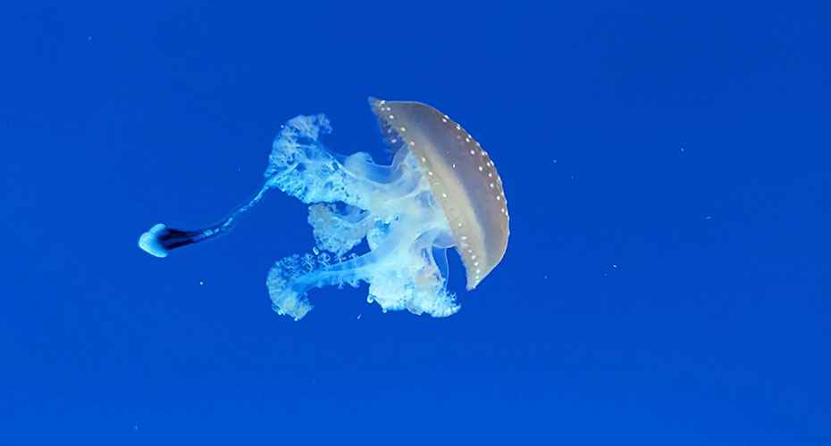 Jellyfish in Corsice